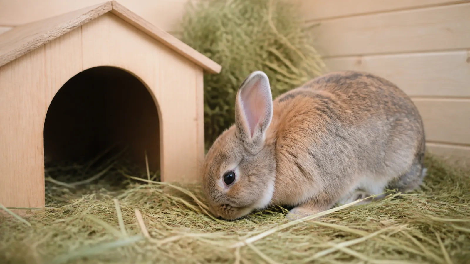 Lapin mange du foin près d’une cachette en bois non marquée, lumière douce et environnement propre.